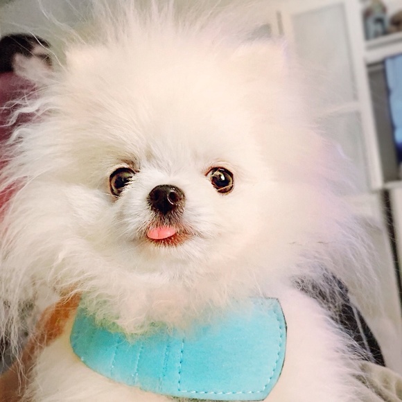 Meet your Posher, Chen - Picture 1 of 1